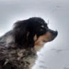 jessie_kussman